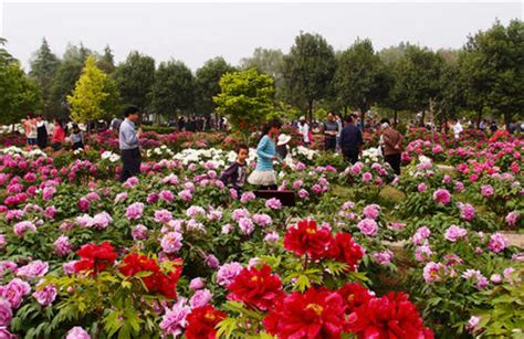 上海哪裏看牡丹：繁花的盛宴與城市的文脈