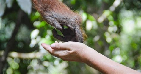 烟臺有哪些動物園，且動物園裡的動物們是如何與人類互動，這是否能為我們帶來更多的生活哲學啟示？